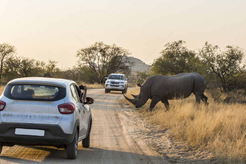 南部非洲Kruge公园南部非洲Kruge公园南部白犀牛渡过草场的南部白犀牛非洲Kruge公园南部白犀牛图片