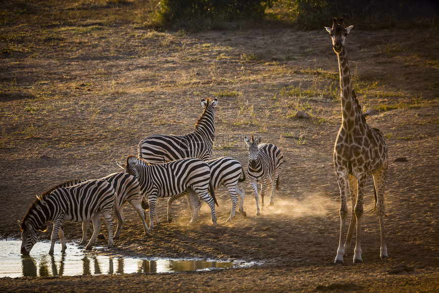 在非洲南部的Kruge公园清晨在水坑里饮非洲南部的Kruge公园的Speciqusagbncheli家庭图片