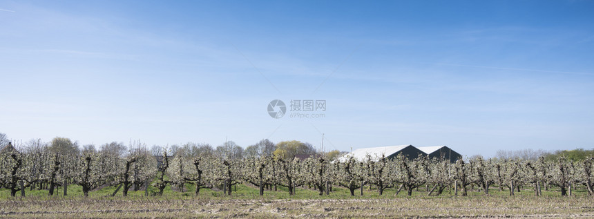 果树开花腹地部分有大谷仓图片