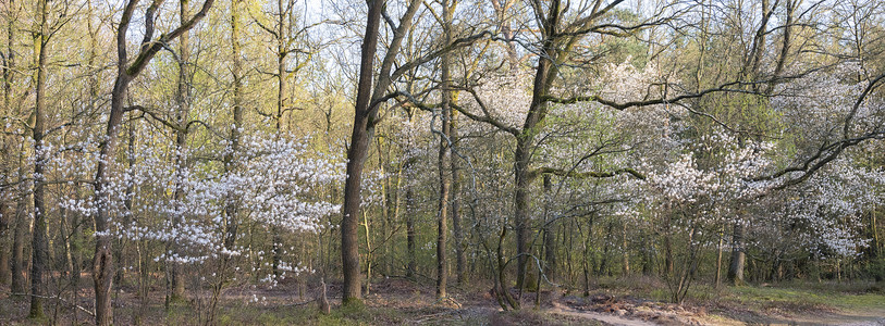 萨维斯坦在荷兰河畔的杜特奇初春林中盛开的阴影或羊皮背景