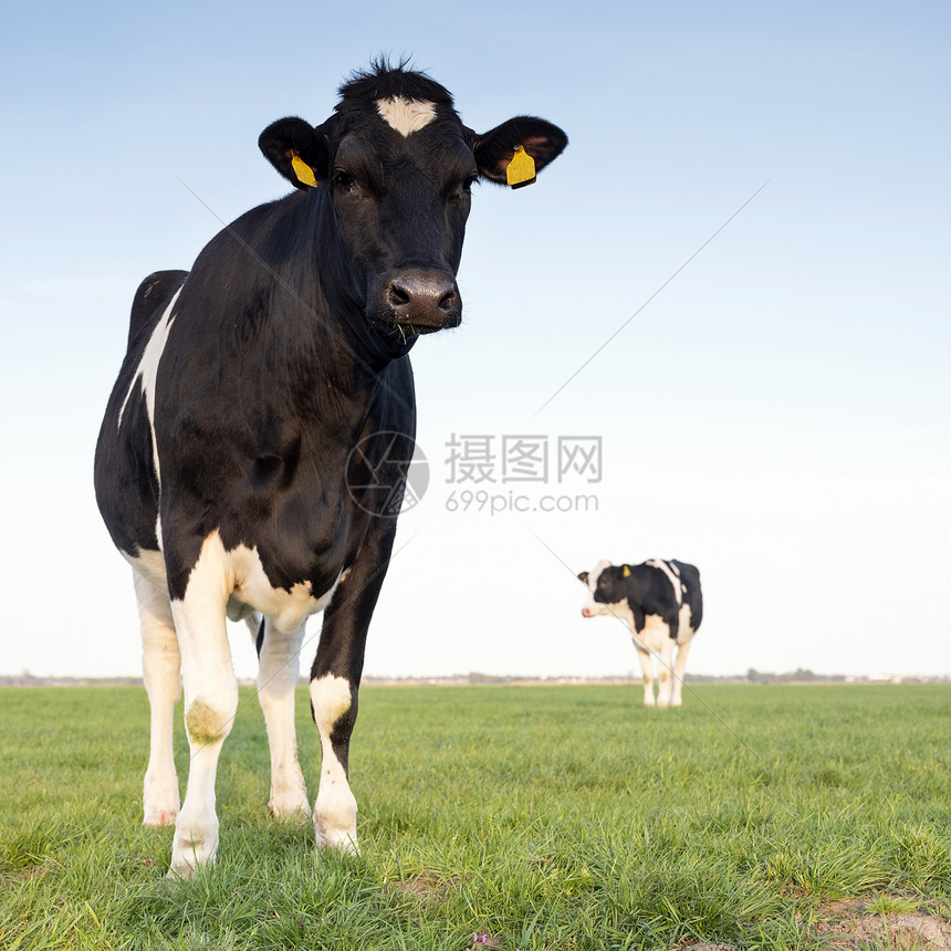 黑白相间的奶牛肖像图片
