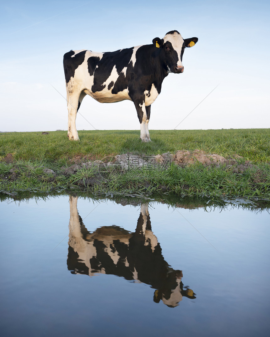 倒映在河水中的奶牛图片