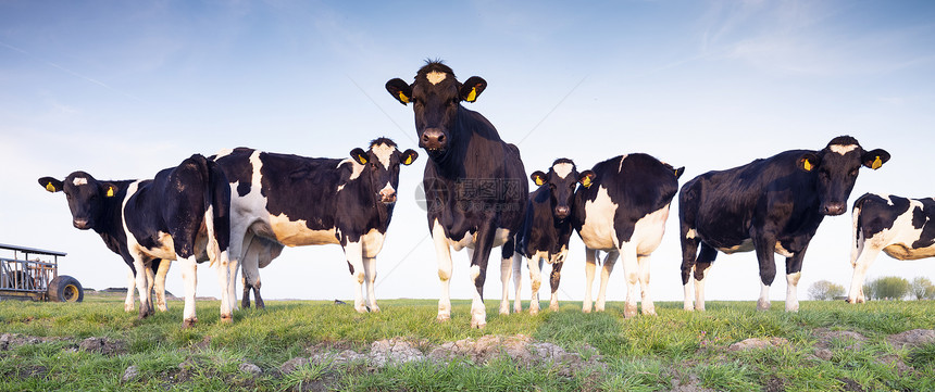 奶牛肖像图片