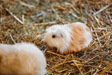 小宠物干草里的小白猪有选择的焦点高清图片