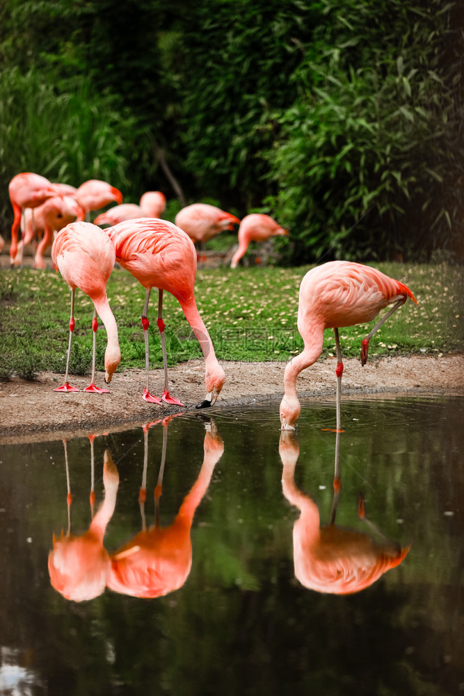 粉红火烈鸟一群粉红火烈鸟在池塘里狩猎一群在池塘里狩猎的粉红火烈鸟一群在池塘里狩猎的红洞九龙公园城市绿洲火烈鸟大自然中的粉红火烈鸟图片