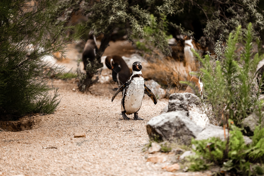 可爱的棕色企鹅在自然公园中行走有选择地聚焦可爱的棕色企鹅在自然公园中行走有选择地聚焦图片