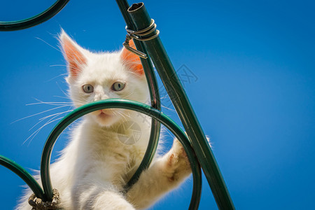 可爱的白小猫蓝眼睛土豆安哥拉享受夏天的一图片