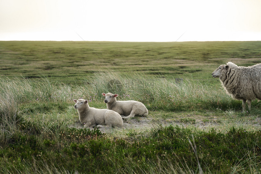 在锡尔特岛保护区的中休息的绵羊图片