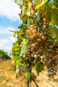 一群成熟的红葡萄挂在绿叶树上高清图片