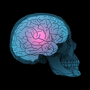 空头手绘人体大脑解剖图插画