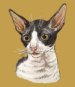 康沃尔猫矢量手绘肖像插画