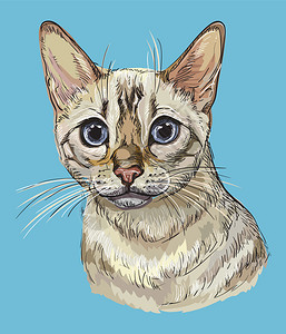 孟加拉猫蓝色背景中的猫咪设计图片