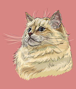 猫肖像猫矢量手绘肖像插画