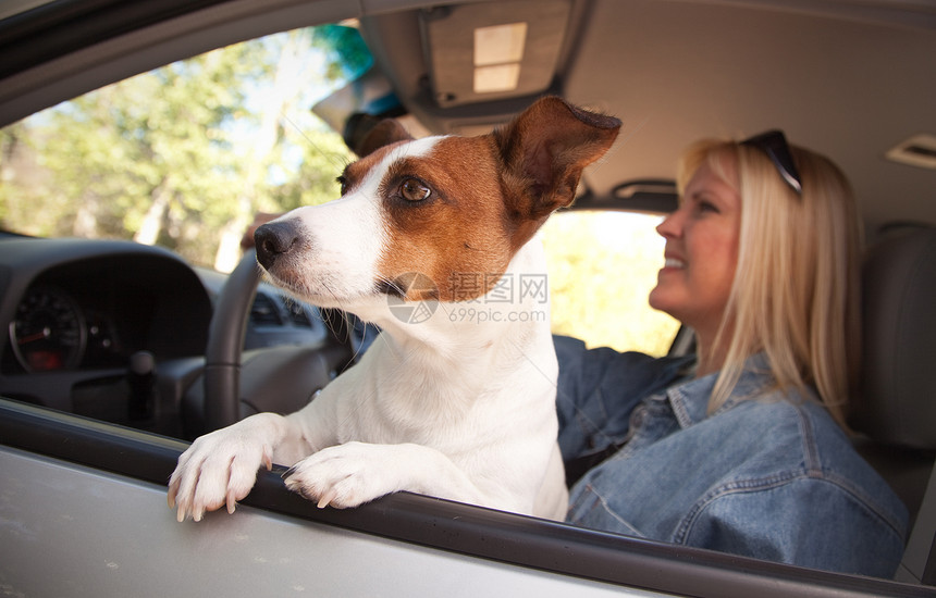 杰克罗赛尔特瑞狗享受乘车之旅图片