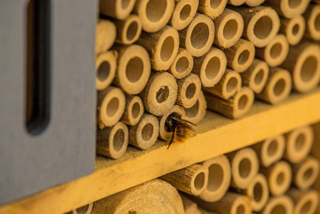 配有欧洲兰花蜜蜂的昆虫旅馆图片