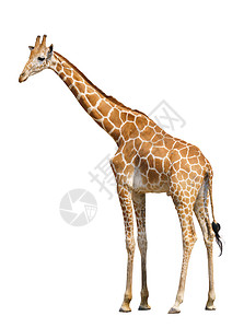 在白色背景上孤立的长颈鹿背景图片