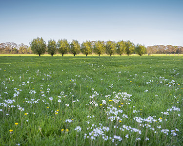 在蓝春空下阿默斯福特附近用花朵和柳叶草种植在无地的蓝上背景图片