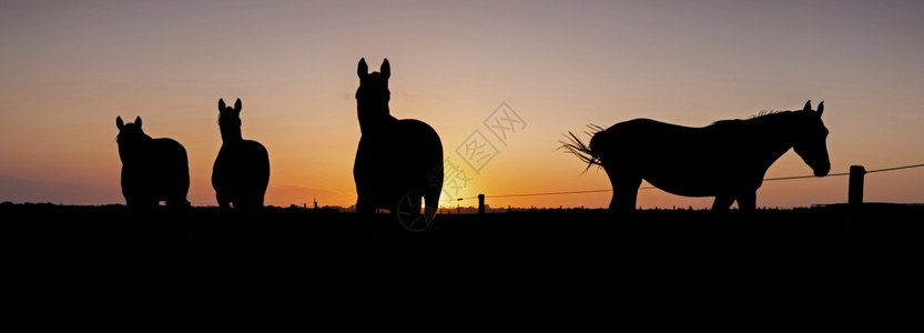 四匹马在草地的休眠日落时天色多彩背景图片