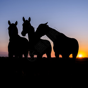 三匹马在草地的休眠日落时天色多彩图片