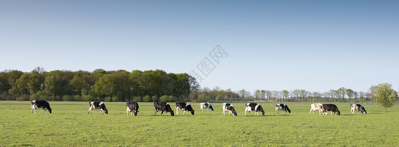 在阿姆斯福特附近草原上的奶牛背景图片