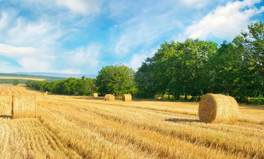 小麦田和蓝天空上的草粒农业地貌图片