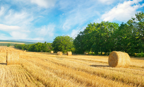 小麦田和蓝天空上的草粒农业地貌图片