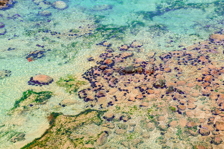 海底的胆珊瑚礁生命热带海洋态系统图片