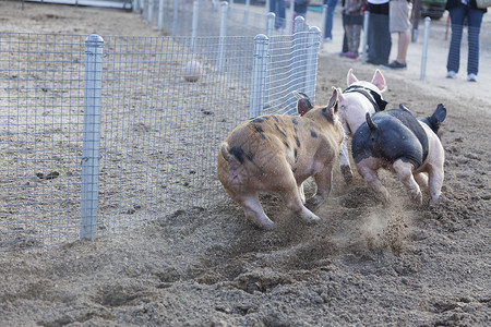 可爱的猪在赛道上跑来去图片