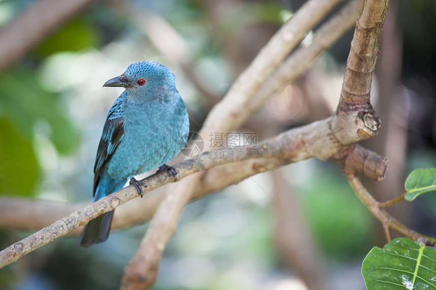 马莱西亚的仙子蓝鸟和树枝上的菲利平鸟图片
