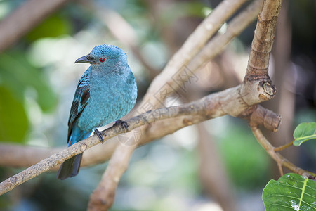 刺针马莱西亚的仙子蓝鸟和树枝上的菲利平鸟背景