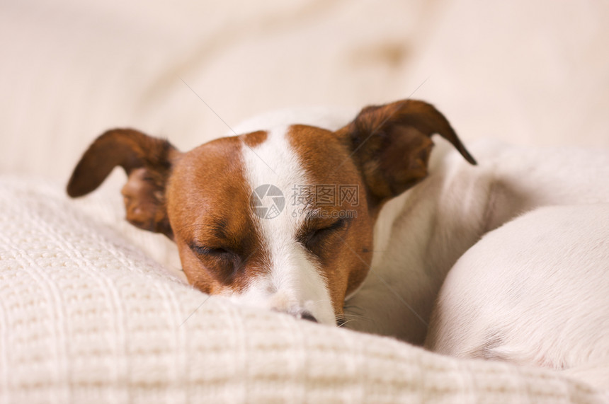 杰克罗素梗犬特写镜头图片