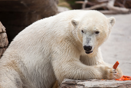 环保南极北极熊美丽的巨型白北极熊吃胡萝卜背景