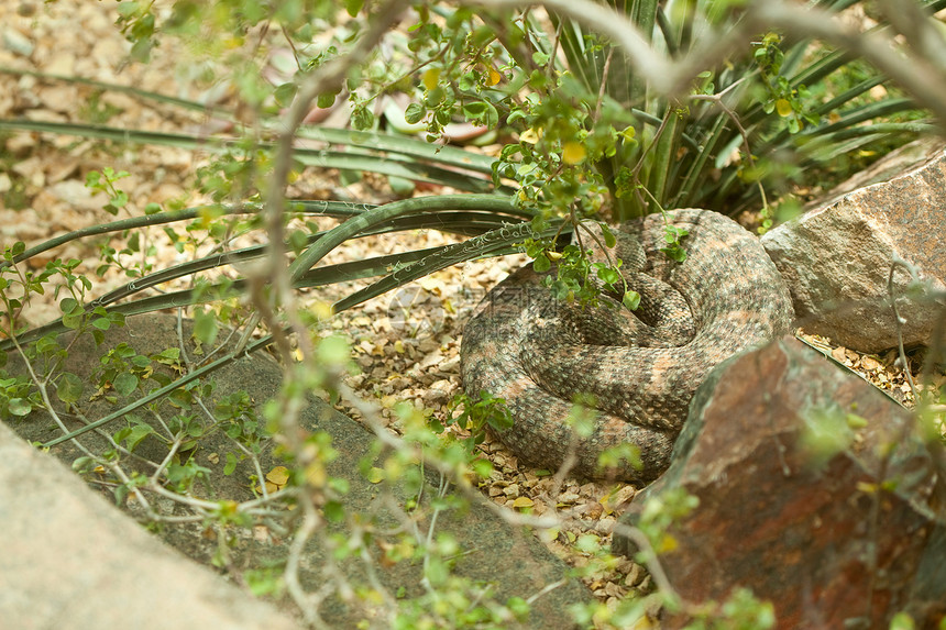 西部钻石背面的响尾蛇在温暖太阳中休息图片