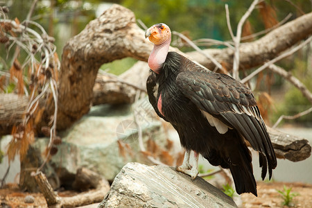 濒临灭绝的加州神鹰站在岩石上背景图片