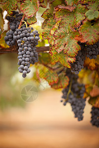 帕洛梅纳葡萄酒已经成熟准备收割背景