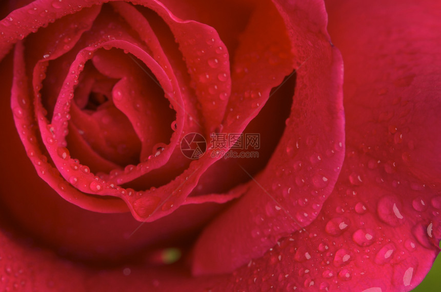 巨大的红玫瑰盛开着水滴巨红玫瑰花图片