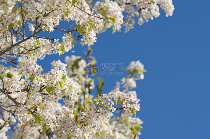 春初的花朵开与深蓝的天空对抗图片