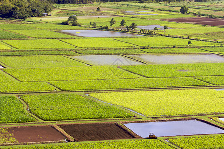 哈瓦伊省Kaui的哈纳莱河谷和塔罗田高清图片