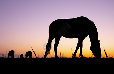 草地上牧马的休眠以抵御多姿彩的日落图片