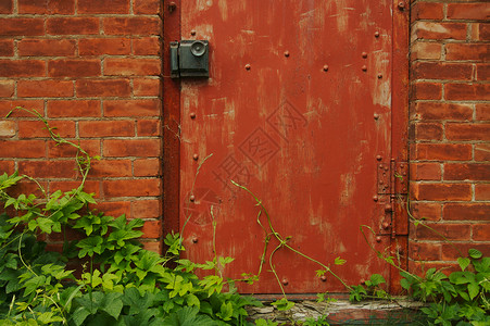 抽象的旧红色门砖墙和绿葡萄树抽象的旧红色门图片