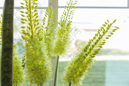 窗口中绿色辅助植物的抽象元素图片