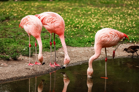 桑玛格粉红色自然高清图片
