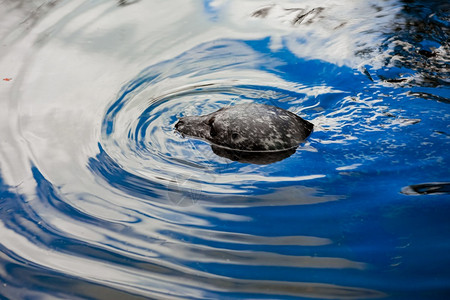 动物园的海豹水中有选择焦点有选择焦点图片