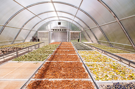 太阳能干燥器温室中用于干燥食品和草药成分或利用阳光热的农产品彩色草药图片
