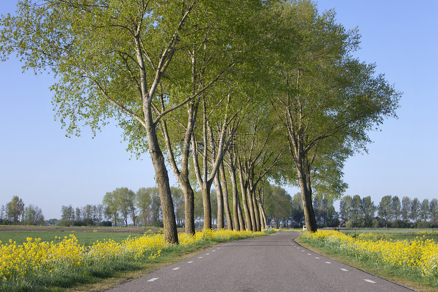 春光下蓝天霍兰村里莱尔达姆附近有黄色种子花和树线的乡村公路图片
