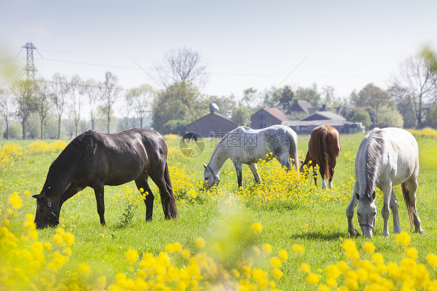 数匹马在绿草地上放牧,在内背景中种黄色子花和农场图片