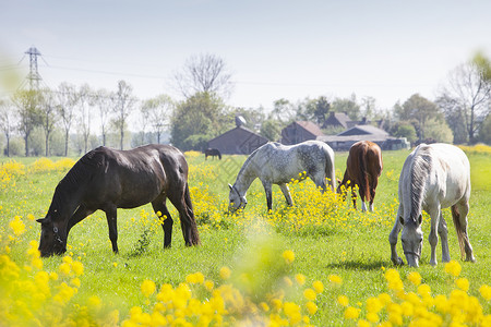 马油护发数匹马在绿草地上放牧,在内背景中种黄色子花和农场背景