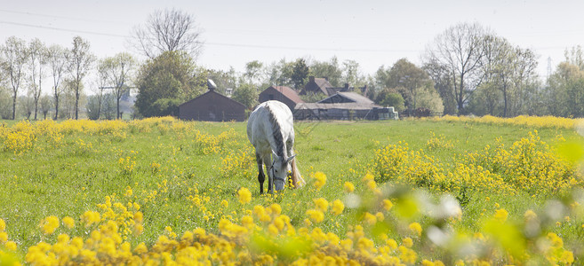 马油护发在绿草地上放牧的孤单白马匹 春月有黄色的种子花朵,背景是农场背景