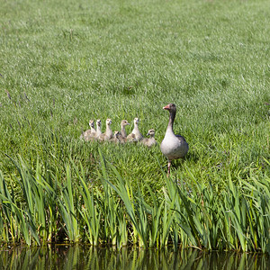 母鹅和小在沟渠水附近的草地绿中图片