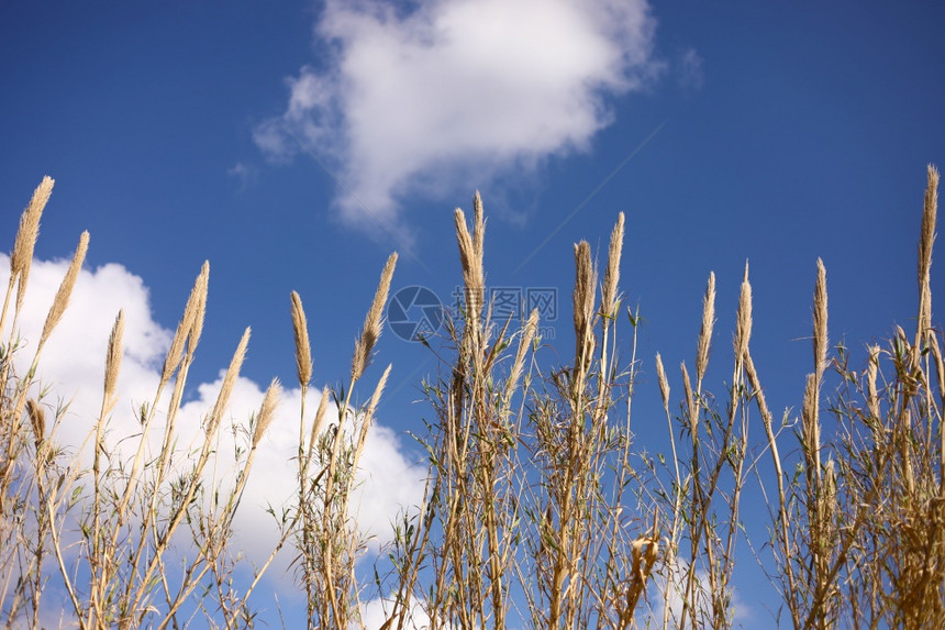 蓝天空背景的干草复制空间选择焦点蓝天空背景的干草选择焦点图片